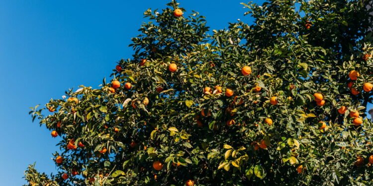 Cuide de suas plantas frutíferas - Créditos: depositphotos.com / IgorVetushko