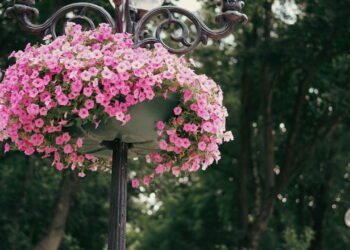 As plantas pendentes mais bonitas e eficientes para purificar o ar