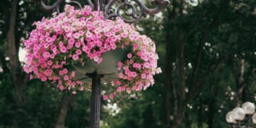 As plantas pendentes mais bonitas e eficientes para purificar o ar