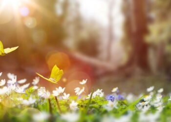 Quando a primavera começa oficialmente em 2025 no Brasil