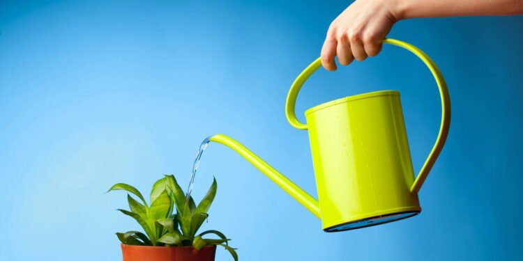Regar plantas