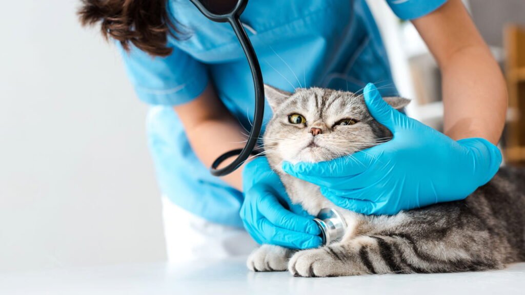 O jeito certo de dar remédio para o gato sem causar estresse