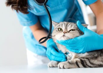 O jeito certo de dar remédio para o gato sem causar estresse