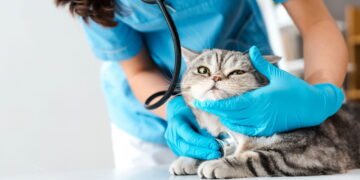 O jeito certo de dar remédio para o gato sem causar estresse