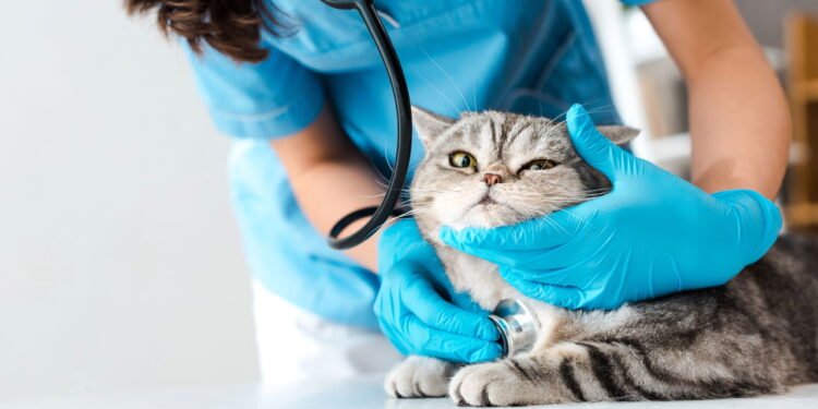 O jeito certo de dar remédio para o gato sem causar estresse