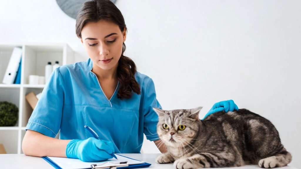 O jeito certo de dar remédio para o gato sem causar estresse