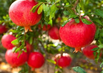 A árvore que floresce sozinha e guarda um fruto cheio de significado