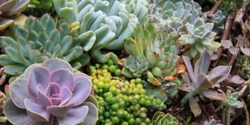 15 lindas suculentas para áreas externas, resistentes ao sol e ao frio