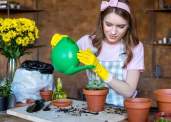 Suculentas bonitas e saudáveis o ano todo começam com a rega certa