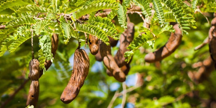 A fruta mais refrescante para você plantar em casa e colher todo o ano