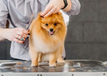 Sleine Bellido, tosadora de cães: “Cães que tosam o pelo baixo ou que têm a pele exposta, têm mais probabilidade de sofrer insolação.”