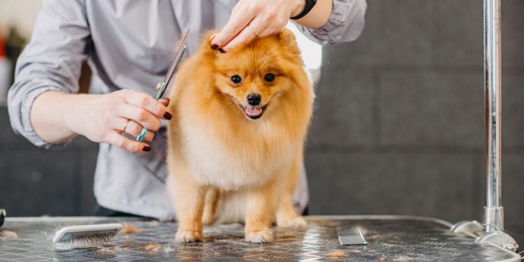 Pessoa finalizando corte de pelo de cachorro - Créditos: depositphotos.com / Serg0403