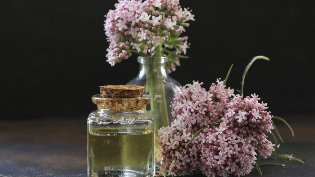 Insônia? Essas 5 plantas ajudam a relaxar e ter sono profundo naturalmente