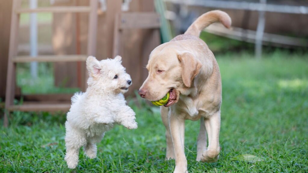 O comportamento que revela que seu cachorro precisa de companhia