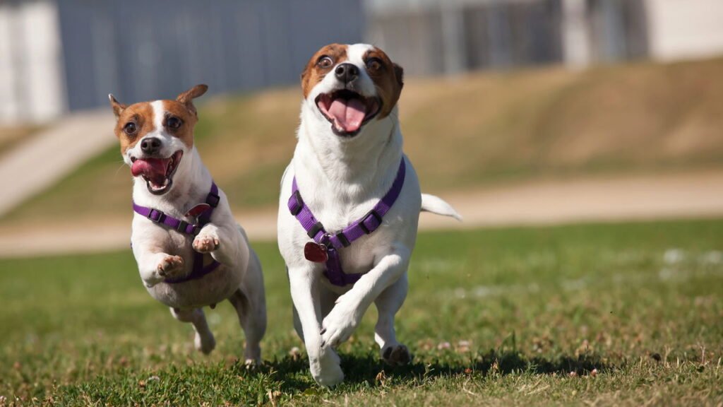 O comportamento que revela que seu cachorro precisa de companhia