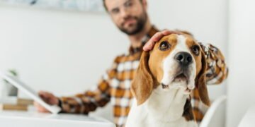 O que significa sempre acariciar cachorros, segundo a psicologia