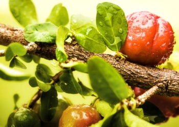 Como cultivar a fruta que fortalece a imunidade e cabe em qualquer espaço