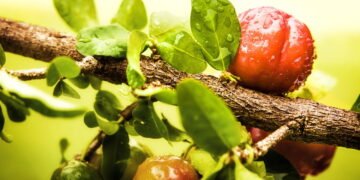 Como cultivar a fruta que fortalece a imunidade e cabe em qualquer espaço