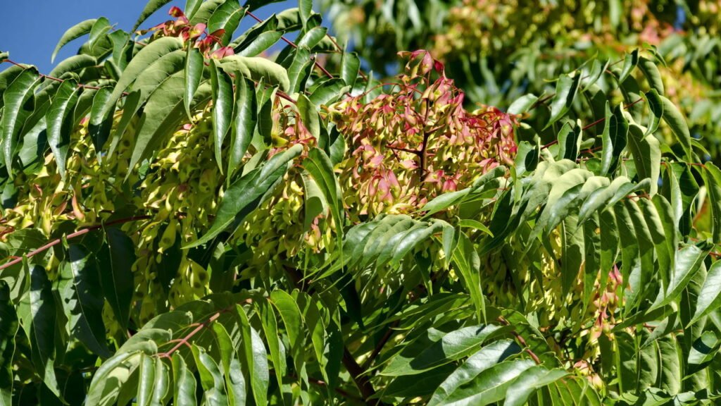 7 plantas invasoras que você nunca deve cultivar em casa