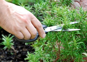 Aromaterapia com alecrim melhora memória e espanta o cansaço