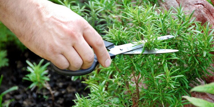 Aromaterapia com alecrim melhora memória e espanta o cansaço