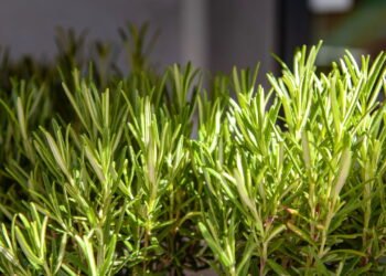 Alecrim é muito resistente mas é melhor não cultivar perto dessas plantas