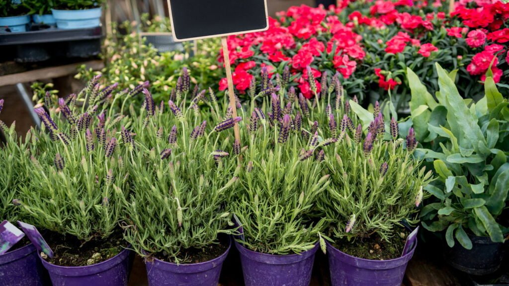 Alecrim é muito resistente mas é melhor não cultivar perto dessas plantas