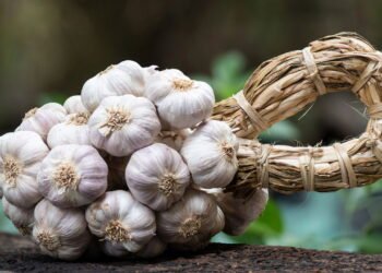 Melhores formas de usar alho para fortalecer cabelo e evitar queda agora