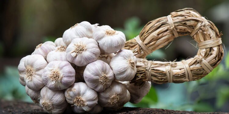 Melhores formas de usar alho para fortalecer cabelo e evitar queda agora