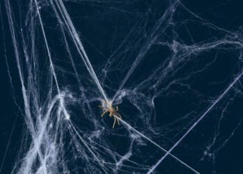 Mantenha as aranhas longe da sua casa com essa misturinha simples e barata