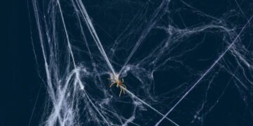 Mantenha as aranhas longe da sua casa com essa misturinha simples e barata