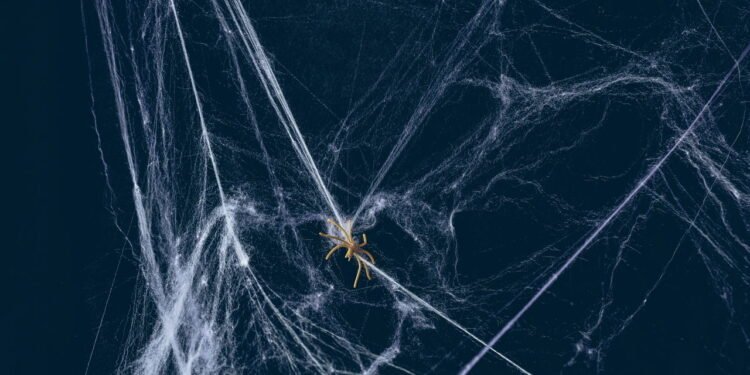 Mantenha as aranhas longe da sua casa com essa misturinha simples e barata