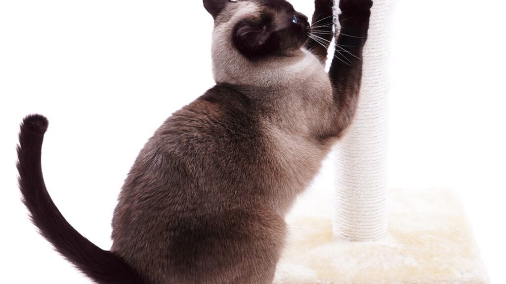 Por que os gatos arranham móveis e como resolver de forma simples