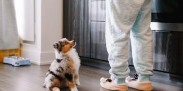 Cães terapeutas detectam doenças e aliviam o estresse familiar