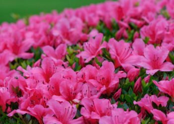 7 plantas que nunca devem ser podadas em setembro, segundo especialistas em jardinagem