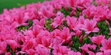 7 plantas que nunca devem ser podadas em setembro, segundo especialistas em jardinagem