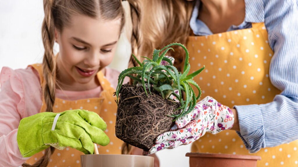Como plantar babosa em casa e aproveitar benefícios para pele e cabelo