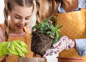 Como plantar babosa em casa e aproveitar benefícios para pele e cabelo