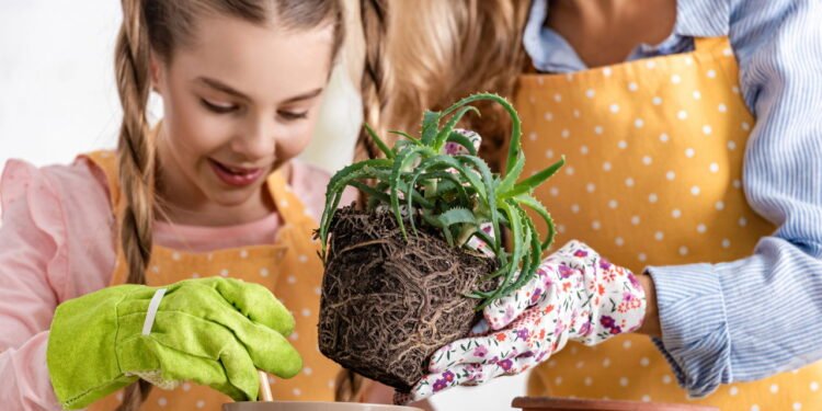 Como plantar babosa em casa e aproveitar benefícios para pele e cabelo