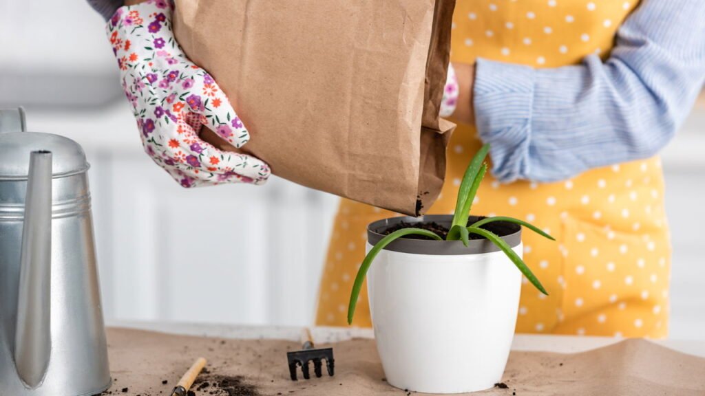 Como plantar babosa em casa e aproveitar benefícios para pele e cabelo