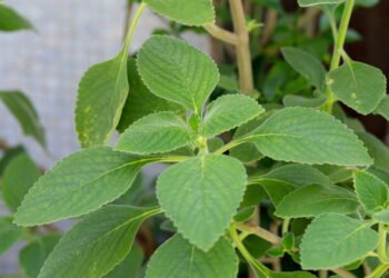 As ervas mais completas para desintoxicar e restaurar seu organismo