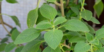 As ervas mais completas para desintoxicar e restaurar seu organismo