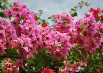 Como escolher flores para climas quentes sem perder cor e vida
