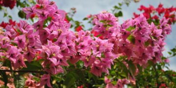 Como escolher flores para climas quentes sem perder cor e vida