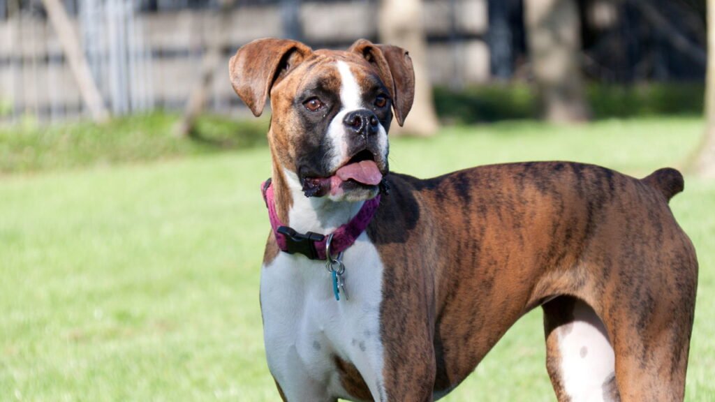 Esses cães protetores estão conquistando cada vez mais lares com crianças