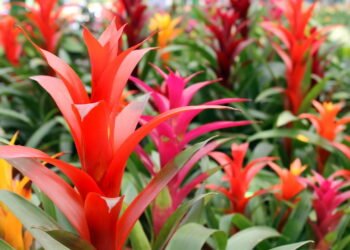 Flores brasileiras que combinam com decoração minimalista e como cuidar