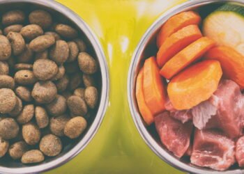 A alimentação natural mais indicada para cães e gatos com saúde sensível