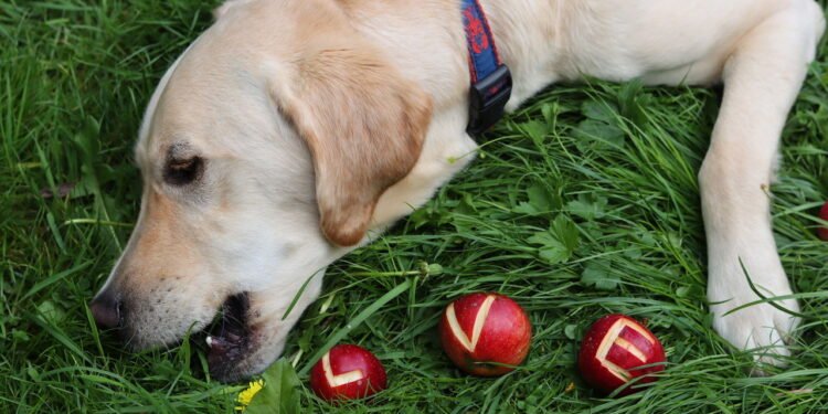 Plantas que você pode ter em casa sem riscos para cachorros