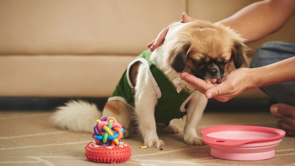 Raças de cães que vivem mais tempo e como prolongar a saúde do seu pet