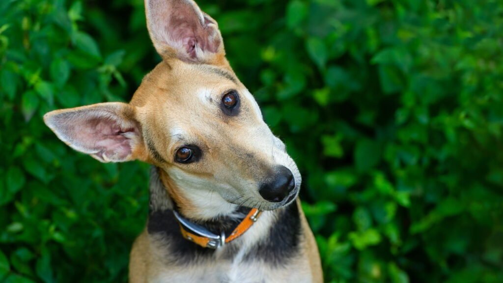 Por que os cães inclinam a cabeça quando ouvem a voz do dono